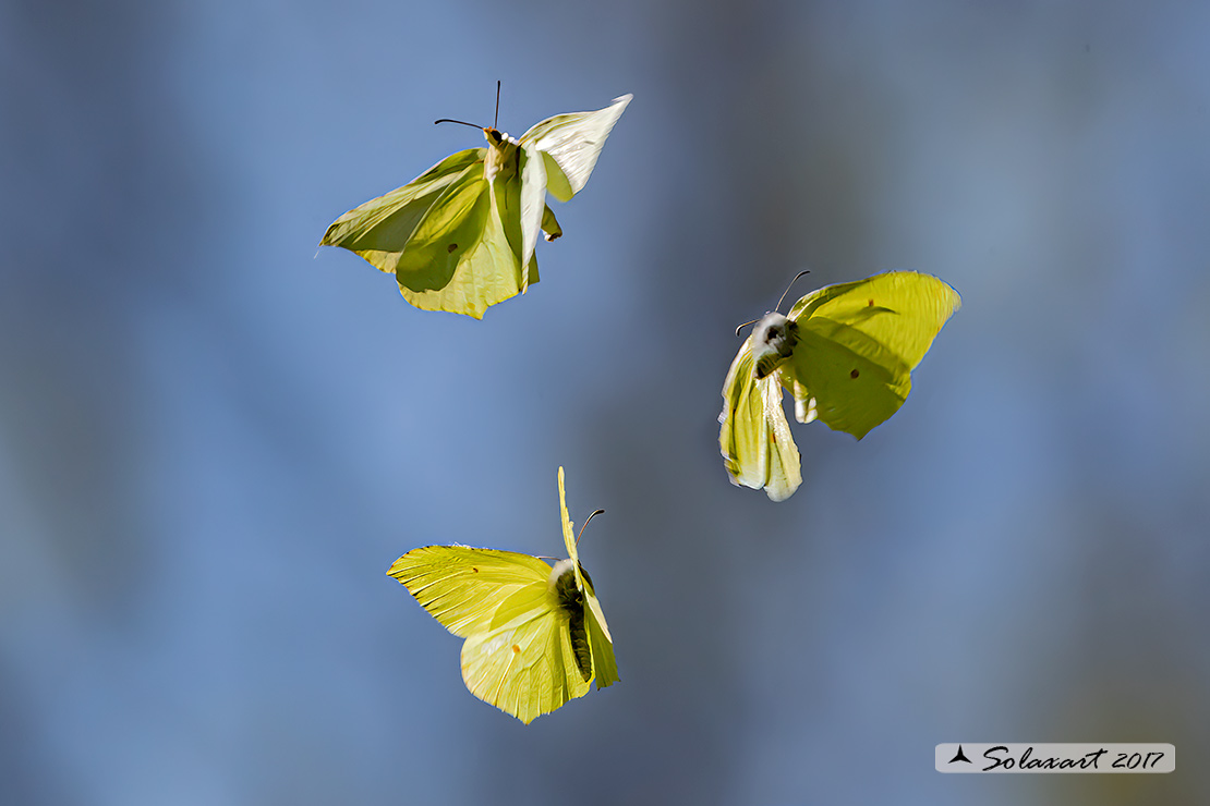Gonepteryx rhamni - Cedronella - Common Brimstone