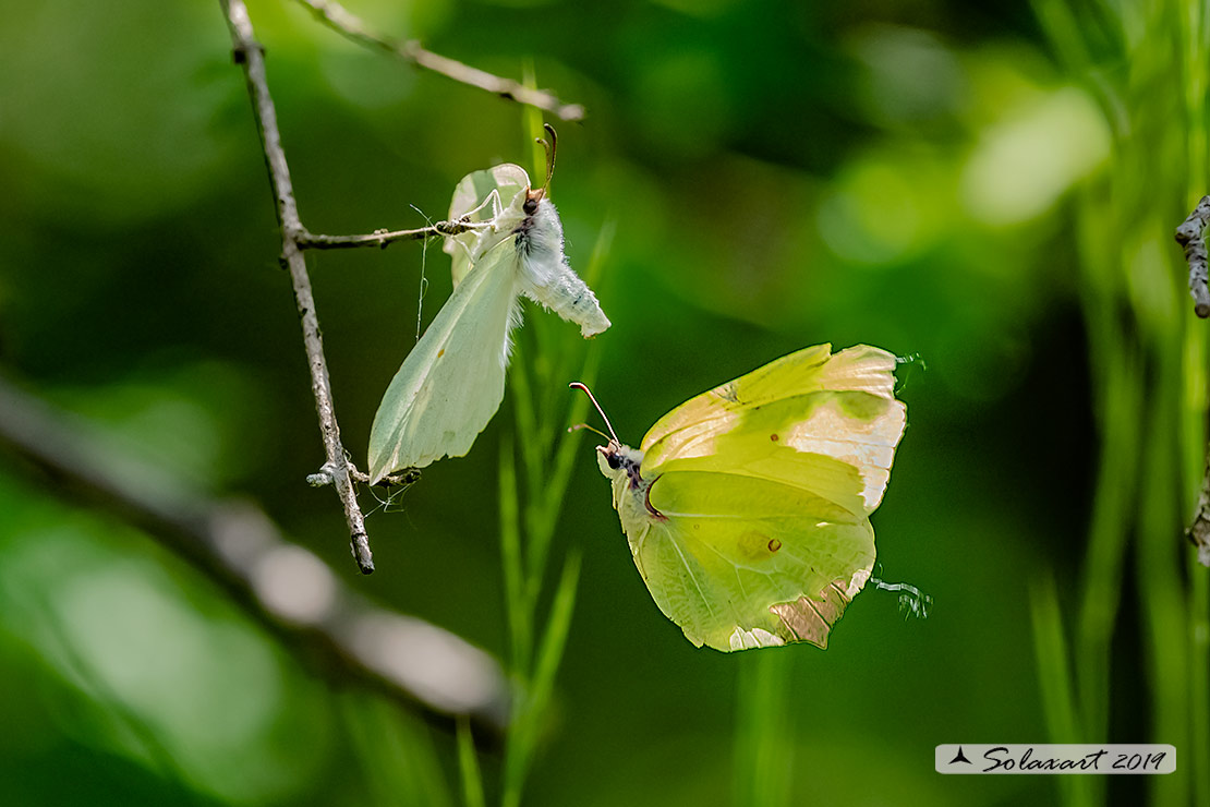 Gonepteryx rhamni - Cedronella - Common Brimstone