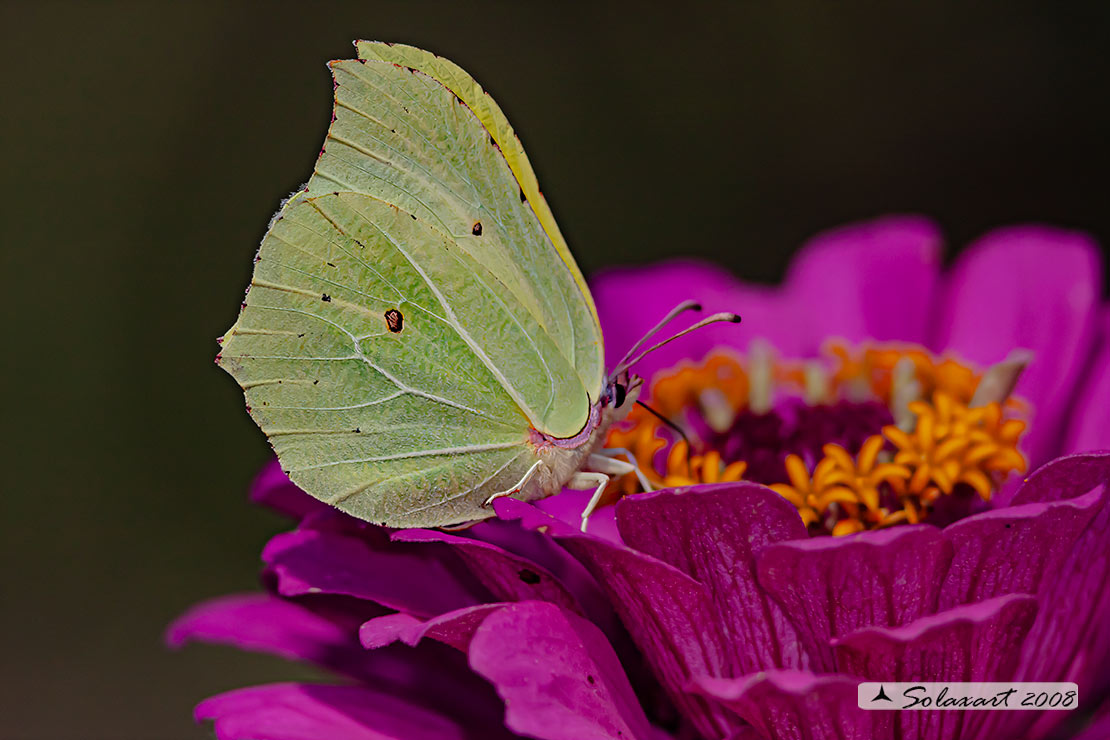 Gonepteryx rhamni  - Cedronella - Common Brimstone