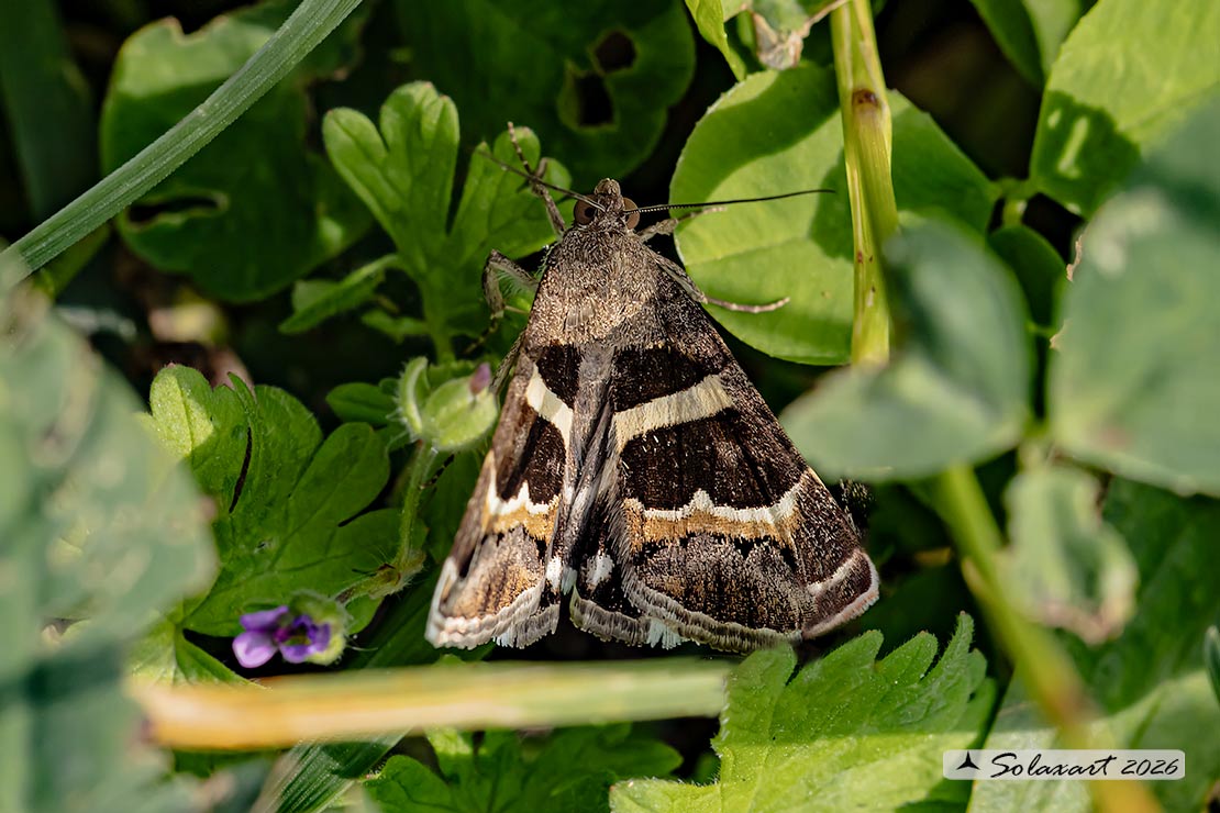 Grammodes stolida :