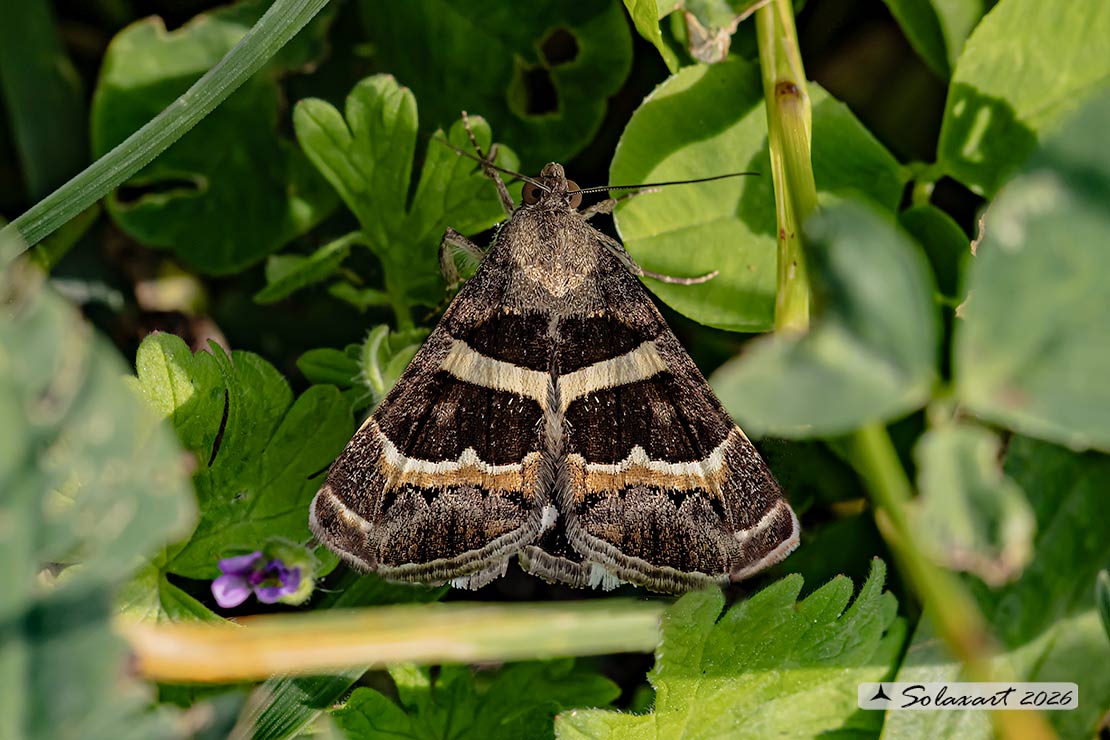 Grammodes stolida :