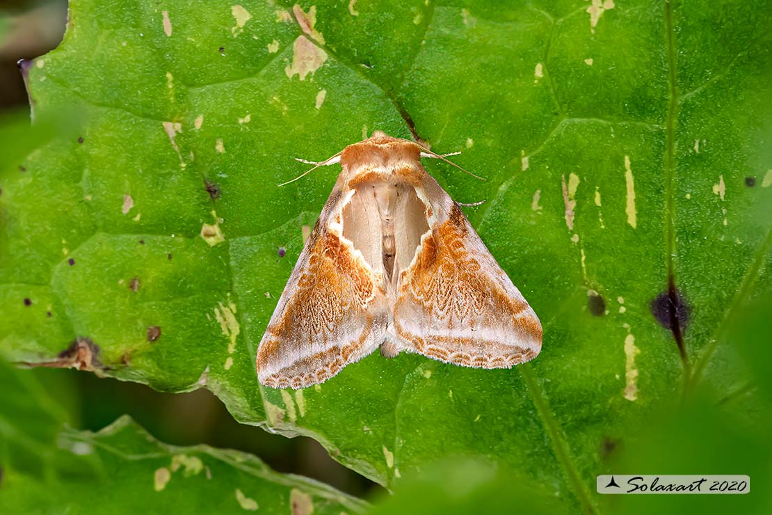 Habrosyne pyritoides; Buff arches