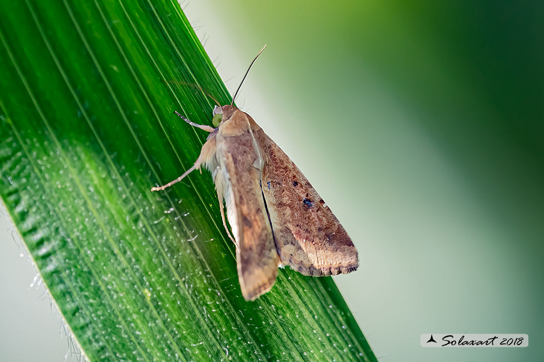 Helicoverpa armigera: Cotton bollworm; Nottua del pomodoro 