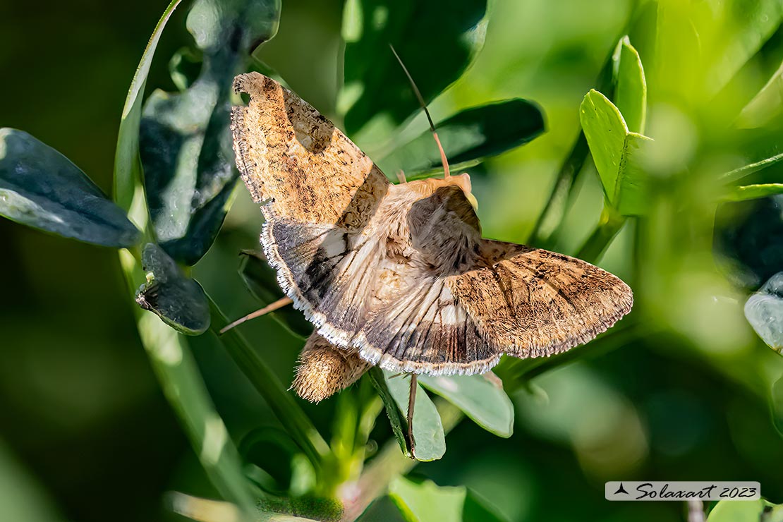 Helicoverpa armigera: Cotton bollworm; Nottua del pomodoro 