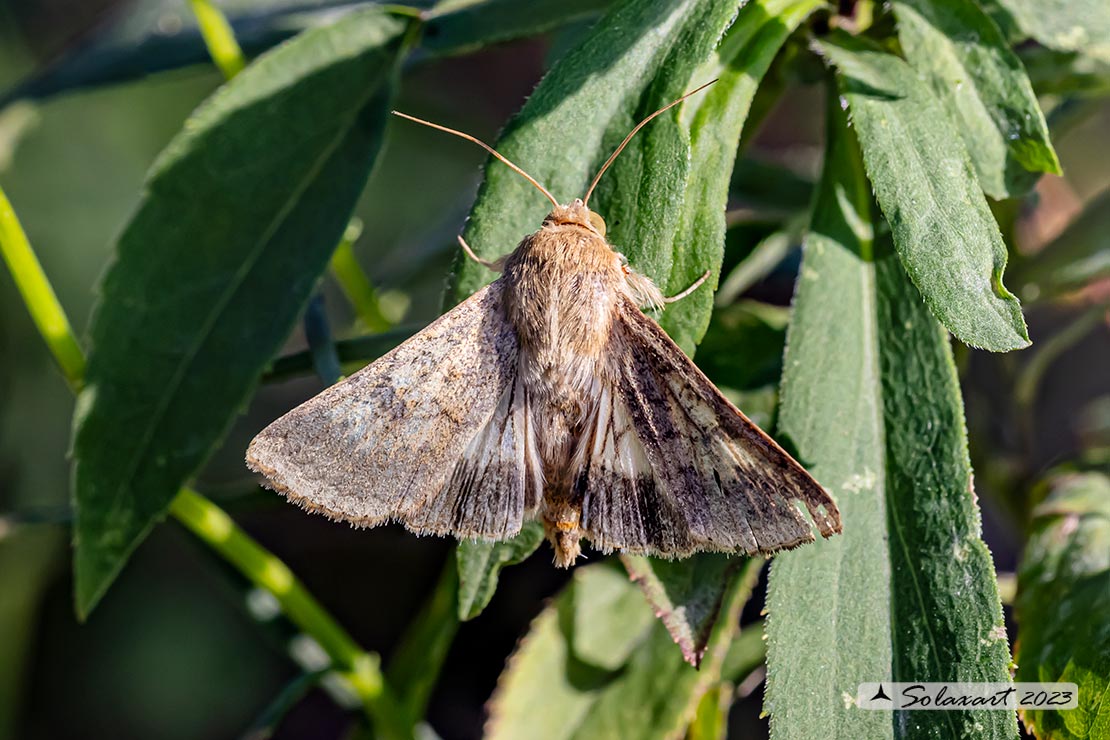 Helicoverpa armigera: Cotton bollworm; Nottua del pomodoro 