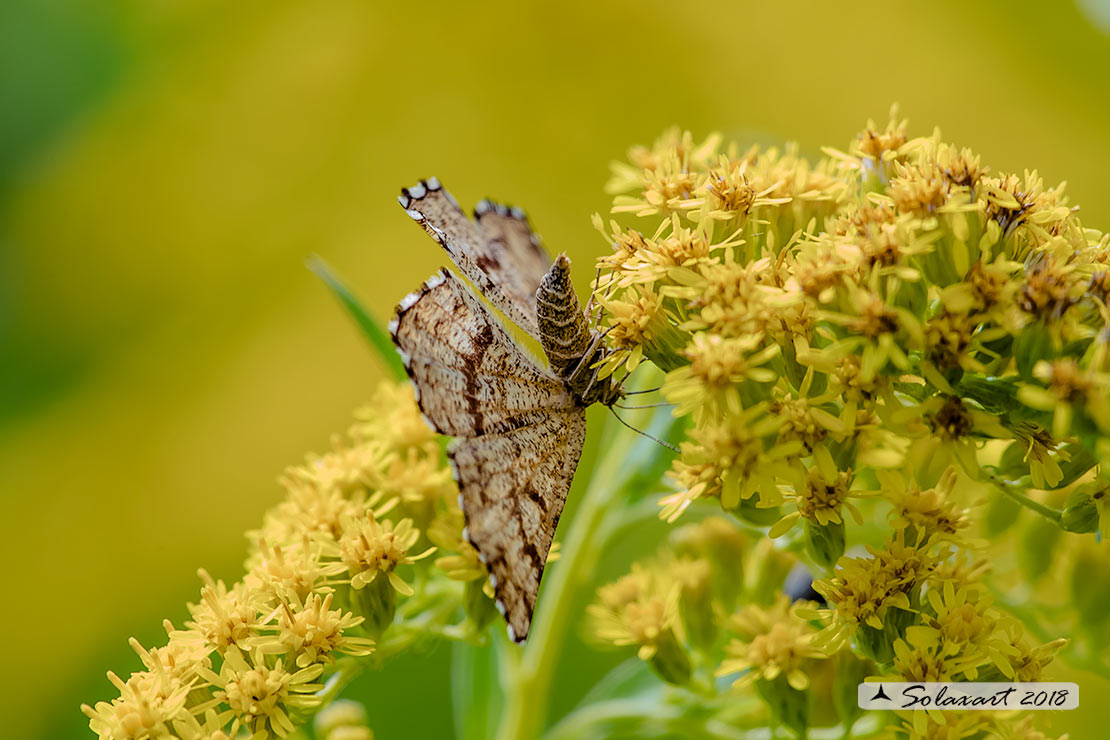 Heliomata glarearia