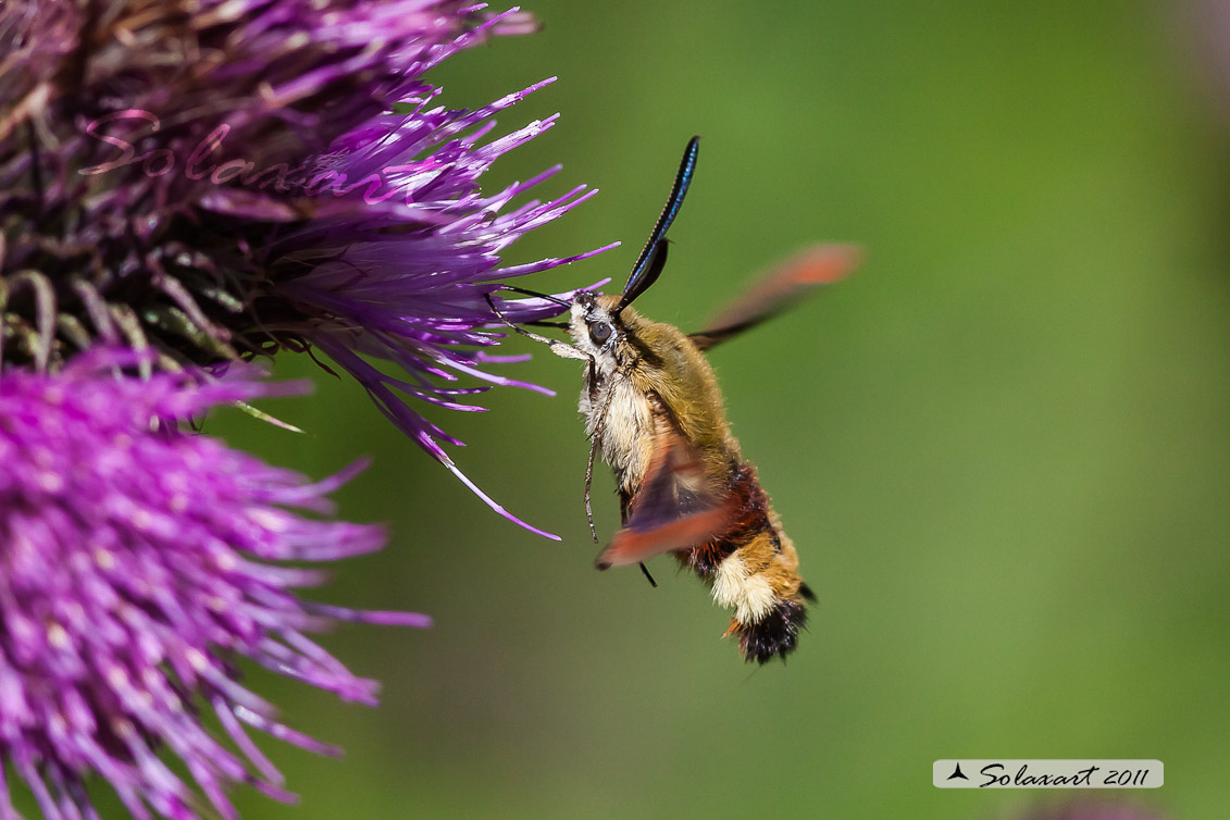 Hemaris fuciformis o  Hemaris Tityus - Broad-bordered Bee Hawk-moth