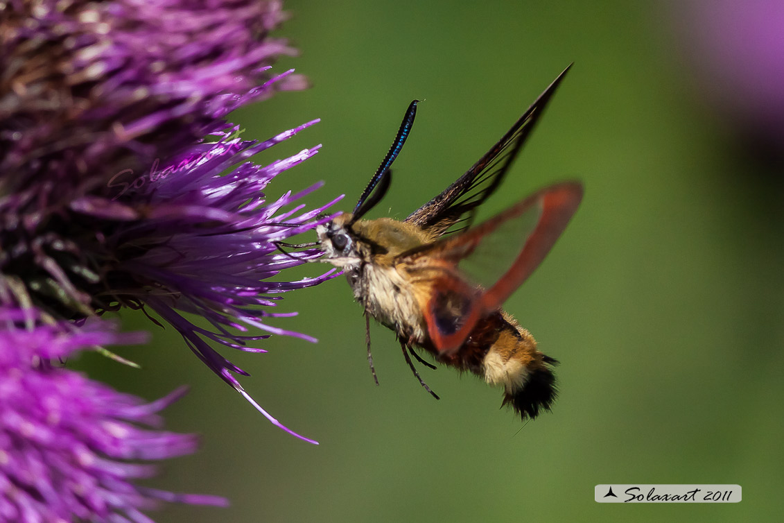 Hemaris fuciformis o  Hemaris Tityus - Broad-bordered Bee Hawk-moth