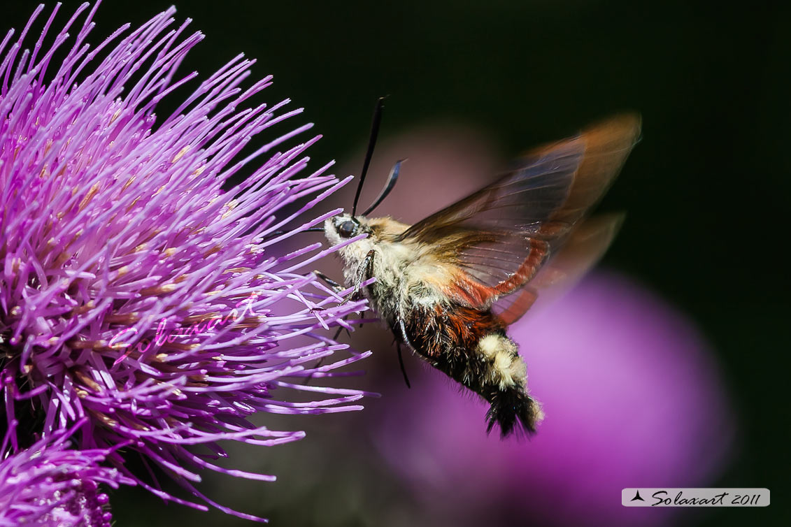 Hemaris fuciformis o  Hemaris Tityus - Broad-bordered Bee Hawk-moth