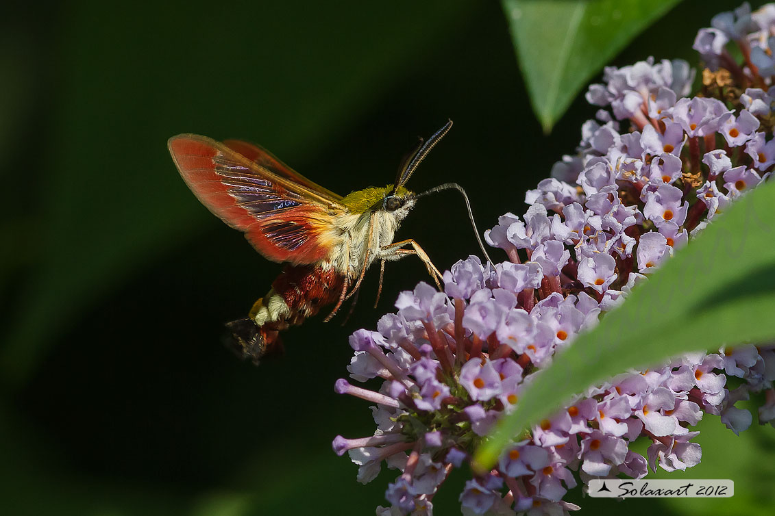 Hemaris fuciformis o  Hemaris Tityus - Broad-bordered Bee Hawk-moth