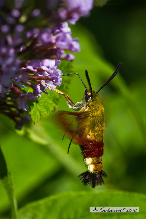 Hemaris fuciformis o  Hemaris Tityus - Broad-bordered Bee Hawk-moth
