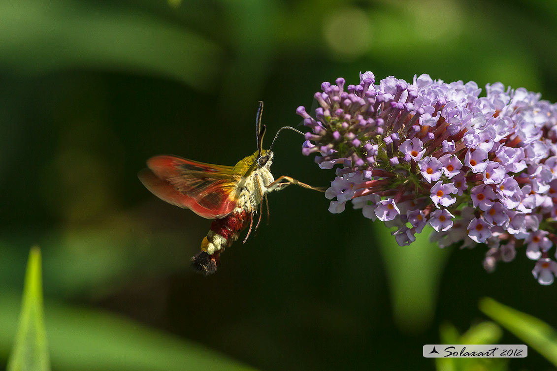 Hemaris fuciformis o  Hemaris Tityus - Broad-bordered Bee Hawk-moth