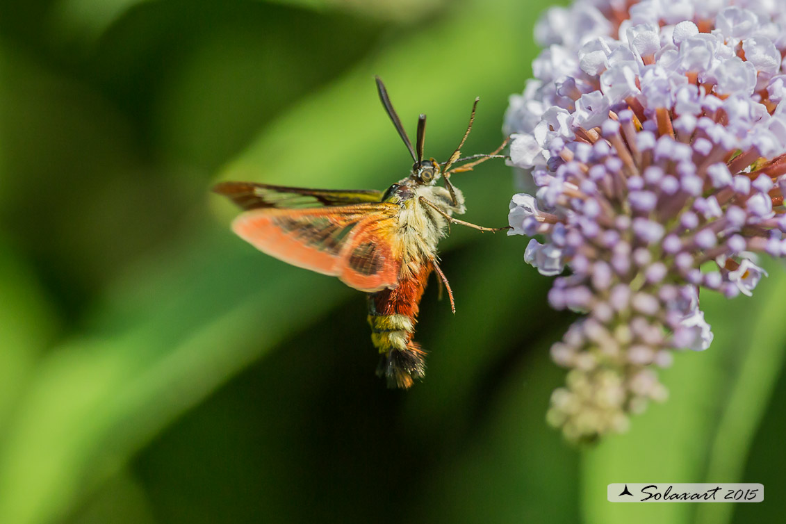 Hemaris fuciformis o  Hemaris Tityus - Broad-bordered Bee Hawk-moth