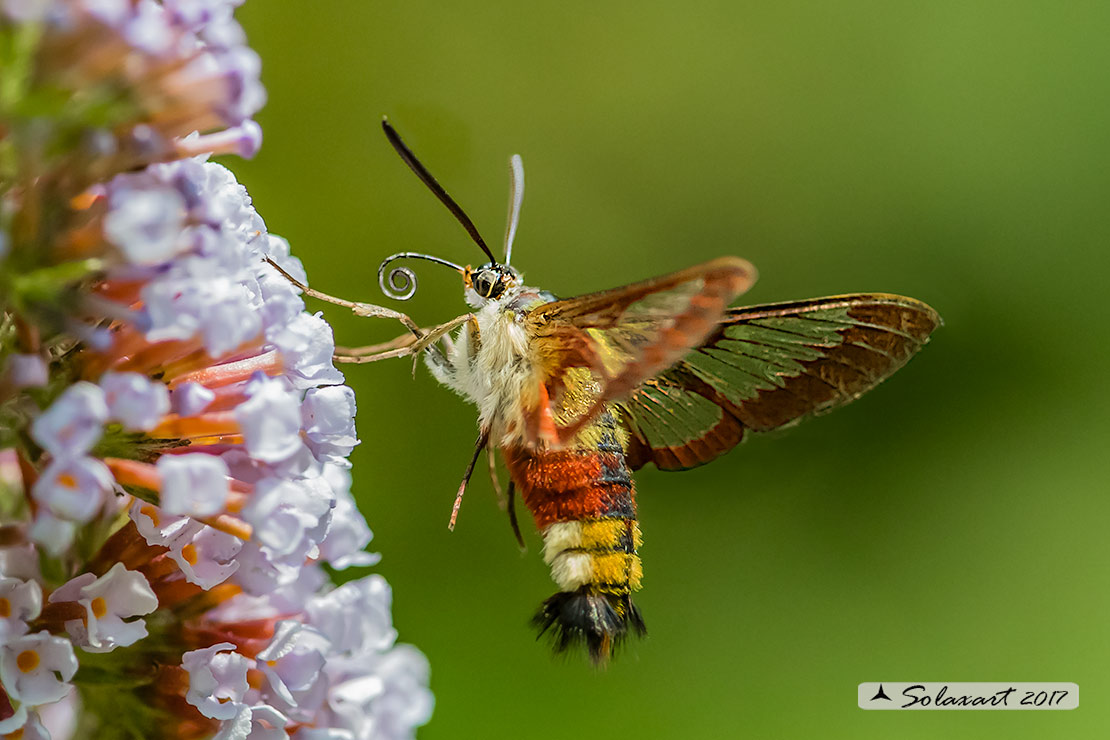 Hemaris fuciformis o  Hemaris Tityus - Broad-bordered Bee Hawk-moth