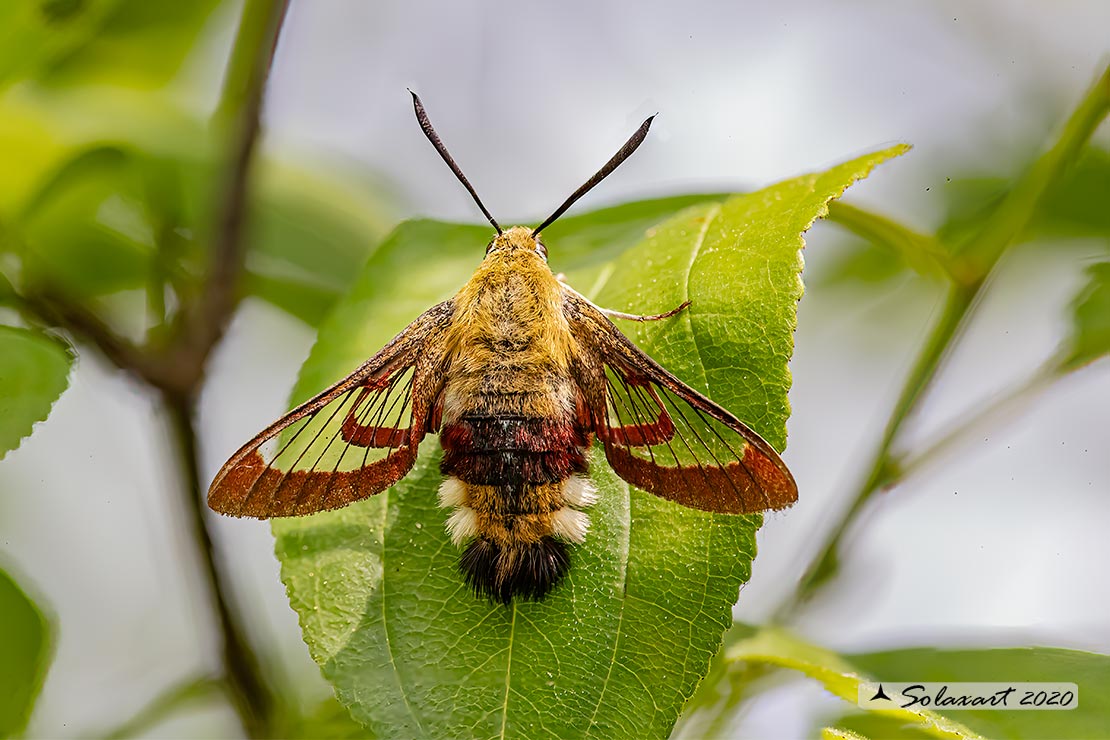 Hemaris fuciformis o Hemaris Tityus - Broad-bordered Bee Hawk-moth
