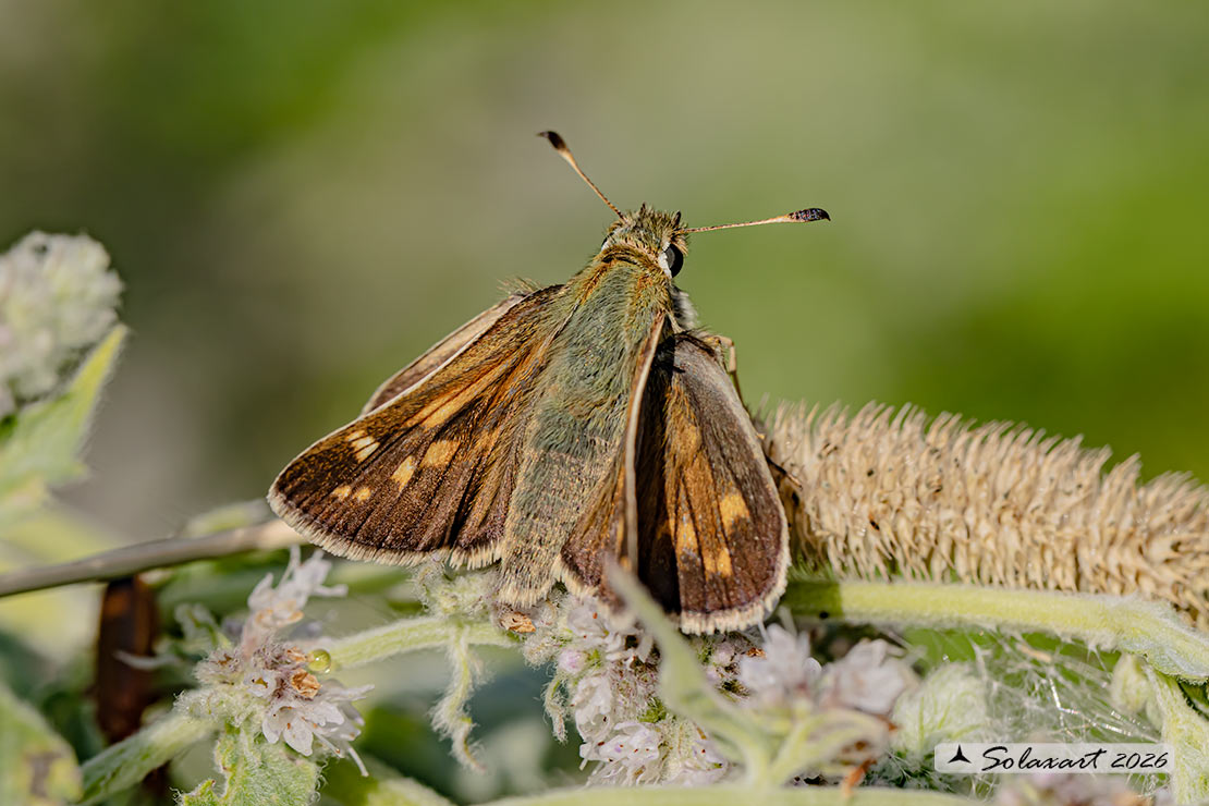Hesperia comma