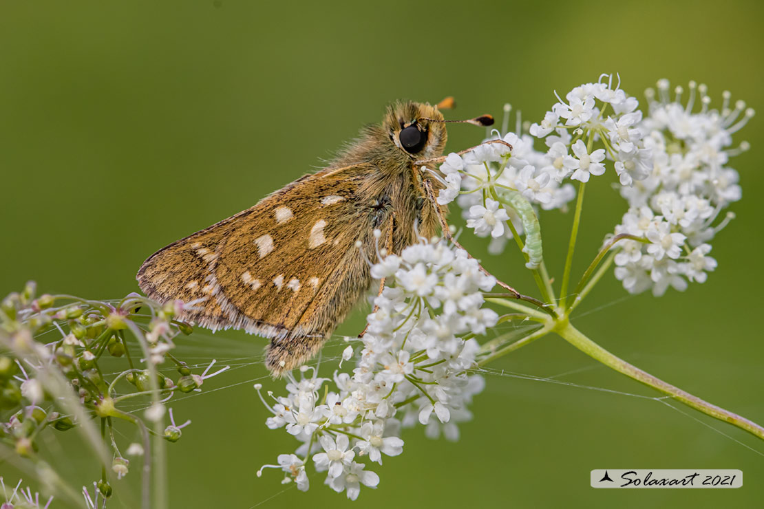 Hesperia comma