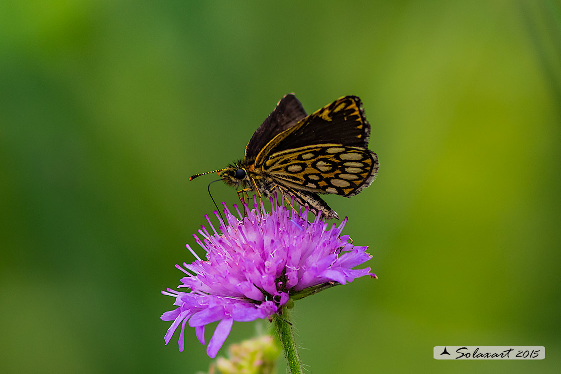 Heteropterus morpheus - Large Chequered Skipper 