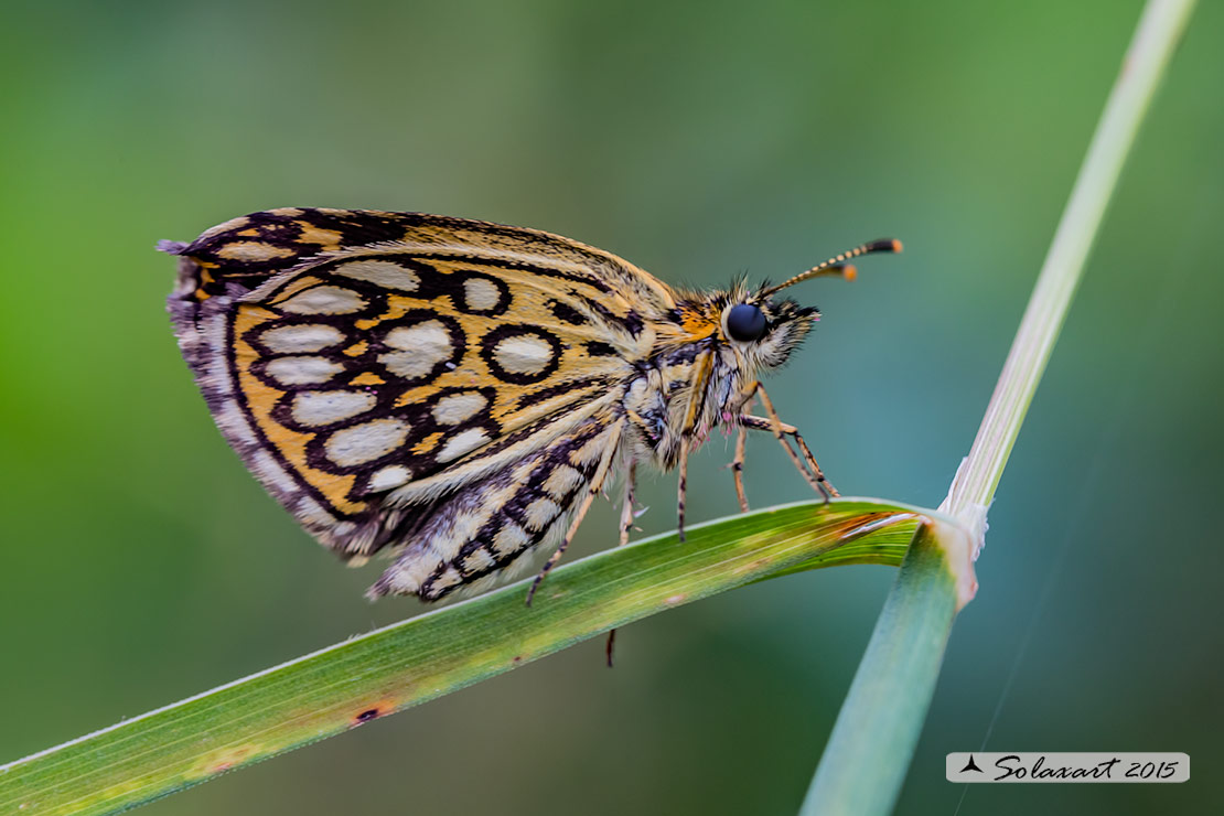 Specie: Heteropterus morpheus (femmina)  -  Large Chequered Skipper (female)