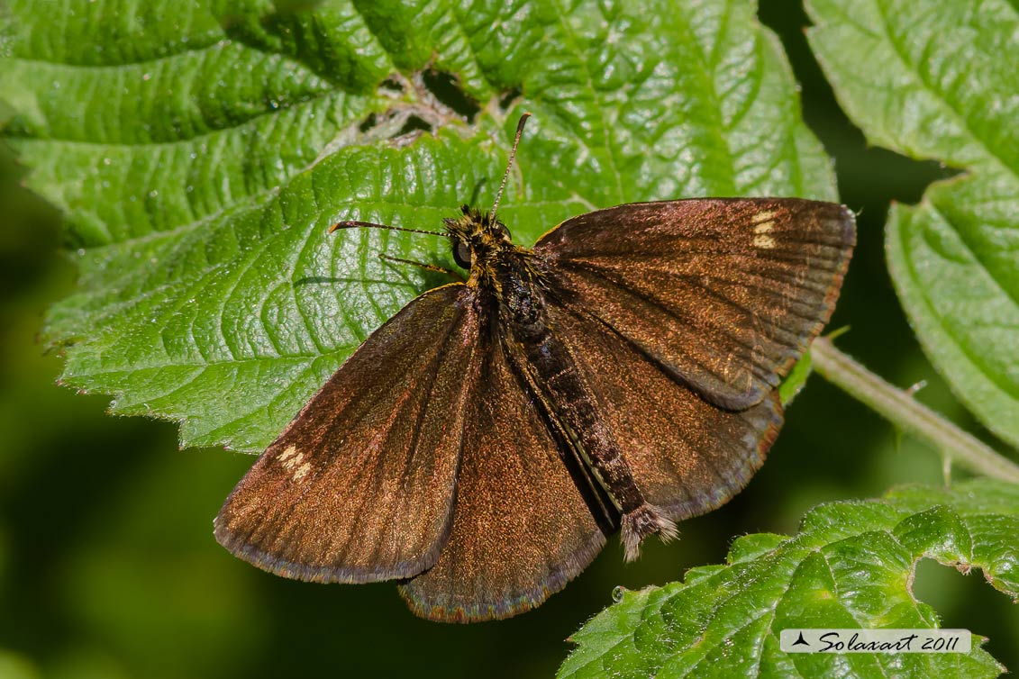 Heteropterus morpheus