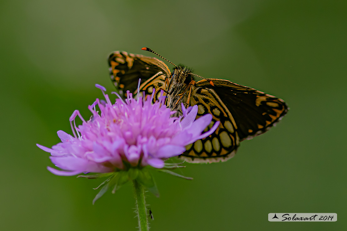 Heteropterus morpheus (maschio) - Large Chequered Skipper (male)