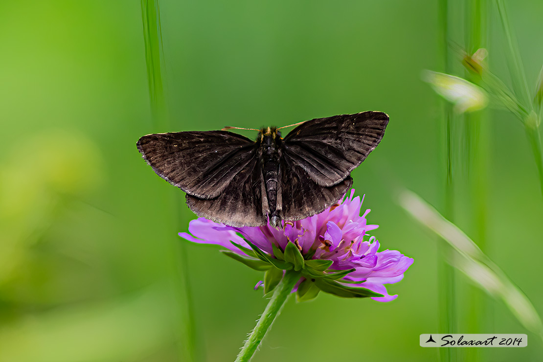 Heteropterus morpheus (maschio) - Large Chequered Skipper (male)