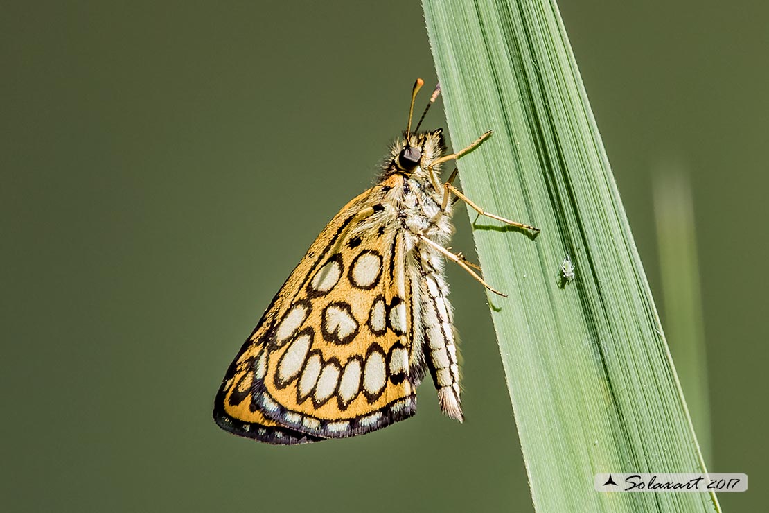 Heteropterus morpheus