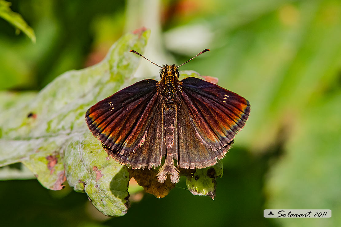 Heteropterus morpheus