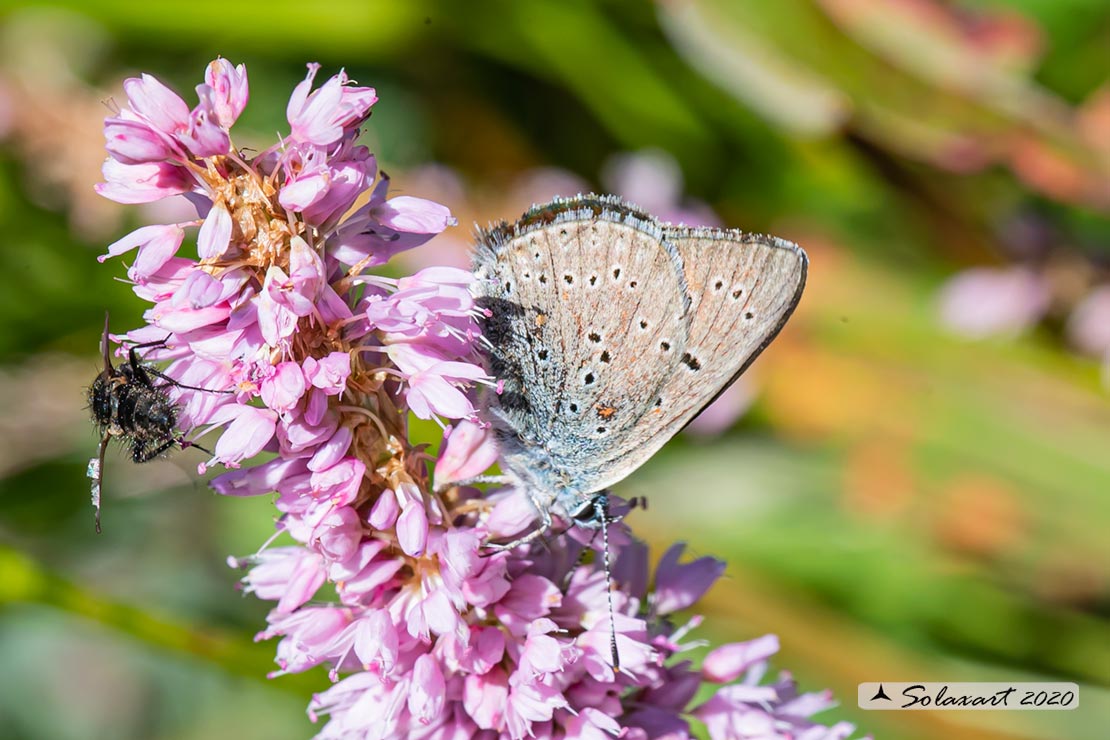 Lycaena hippothoe eurydame