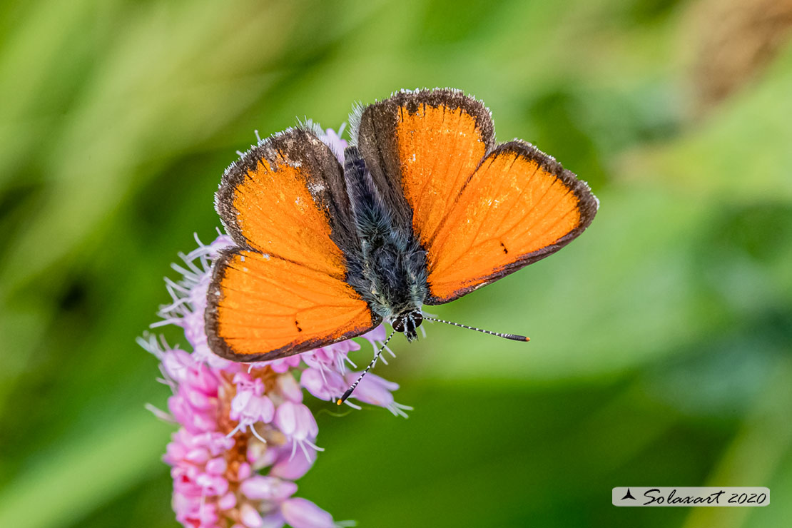 Lycaena hippothoe eurydame