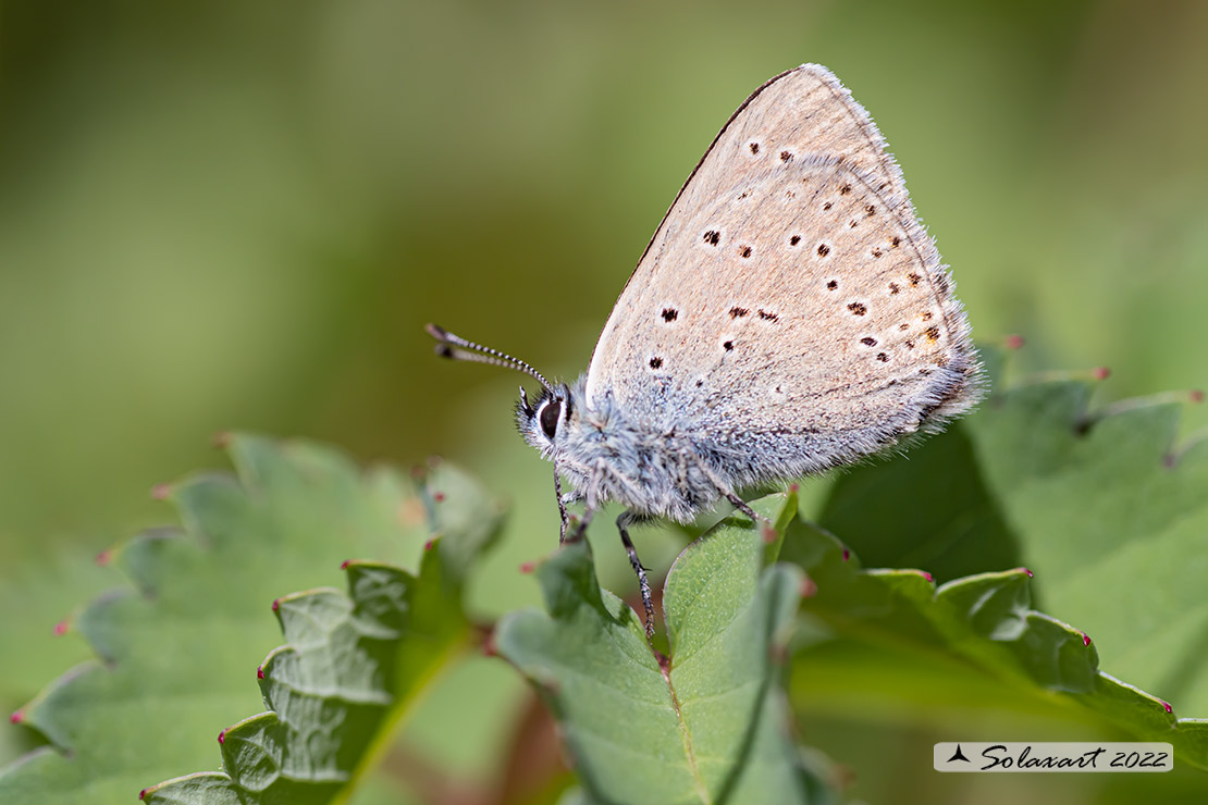 Lycaena hippothoe eurydame