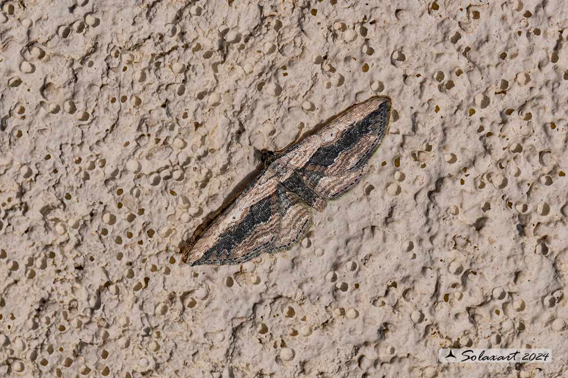 Horisme vitalbata - Small Waved Umber