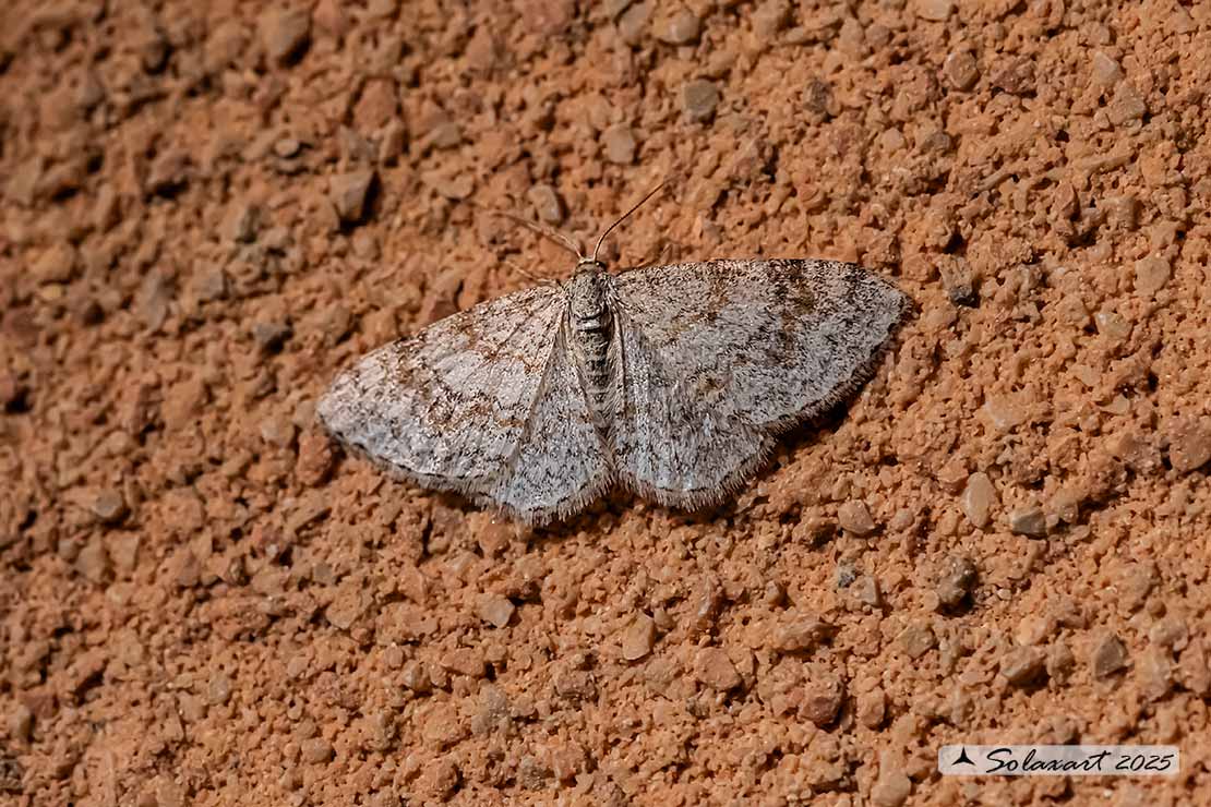 Hydrelia sylvata - Waved carpet