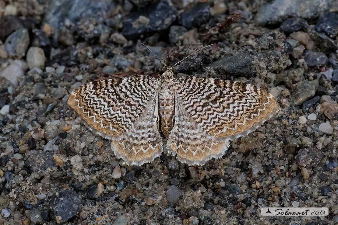 Hydria undulata - Scallop Shell