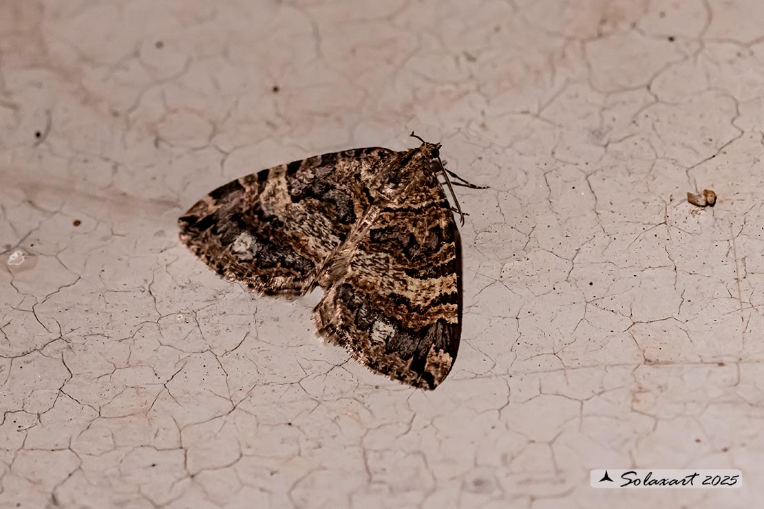Hydromena furcata - July highflyer