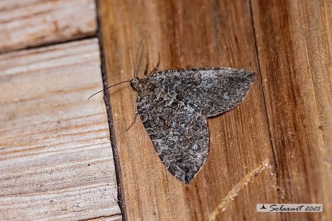 Hydromena ruberata - Ruddy highflyer