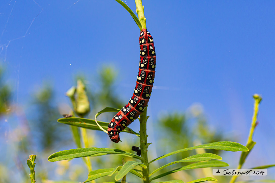 Hyles euphorbiae: Sfinge dell'euforbia (bruco); Spurge hawk-moth (caterpillar)