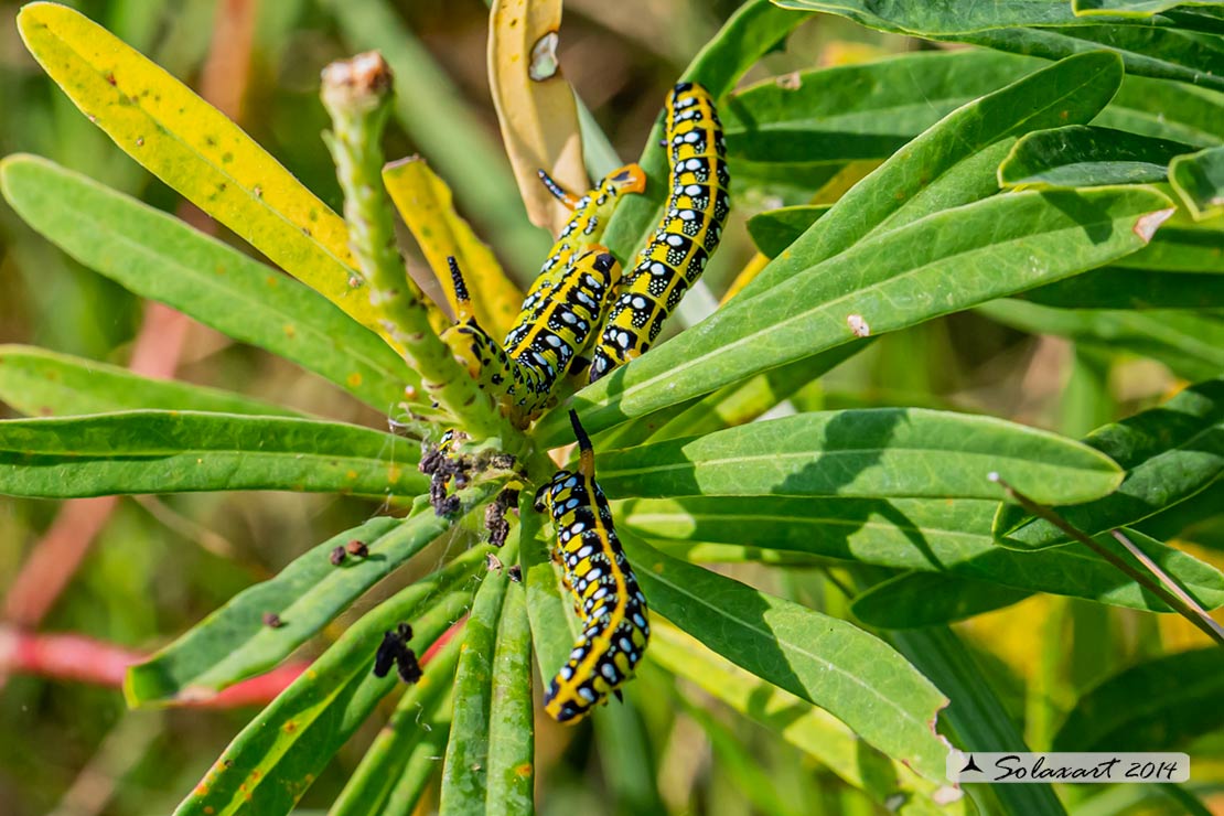 Hyles euphorbiae: Sfinge dell'euforbia (bruco); Spurge hawk-moth (caterpillar)