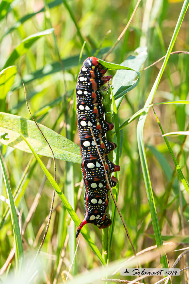 Hyles euphorbiae: Sfinge dell'euforbia (bruco); Spurge hawk-moth (caterpillar)