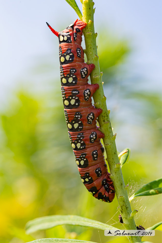Hyles euphorbiae: Sfinge dell'euforbia (bruco); Spurge hawk-moth (caterpillar)