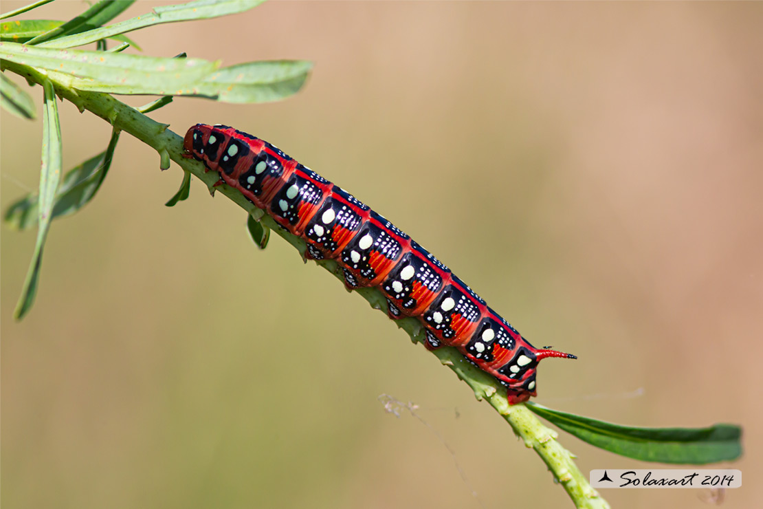 Hyles euphorbiae: Sfinge dell'euforbia (bruco); Spurge hawk-moth (caterpillar)