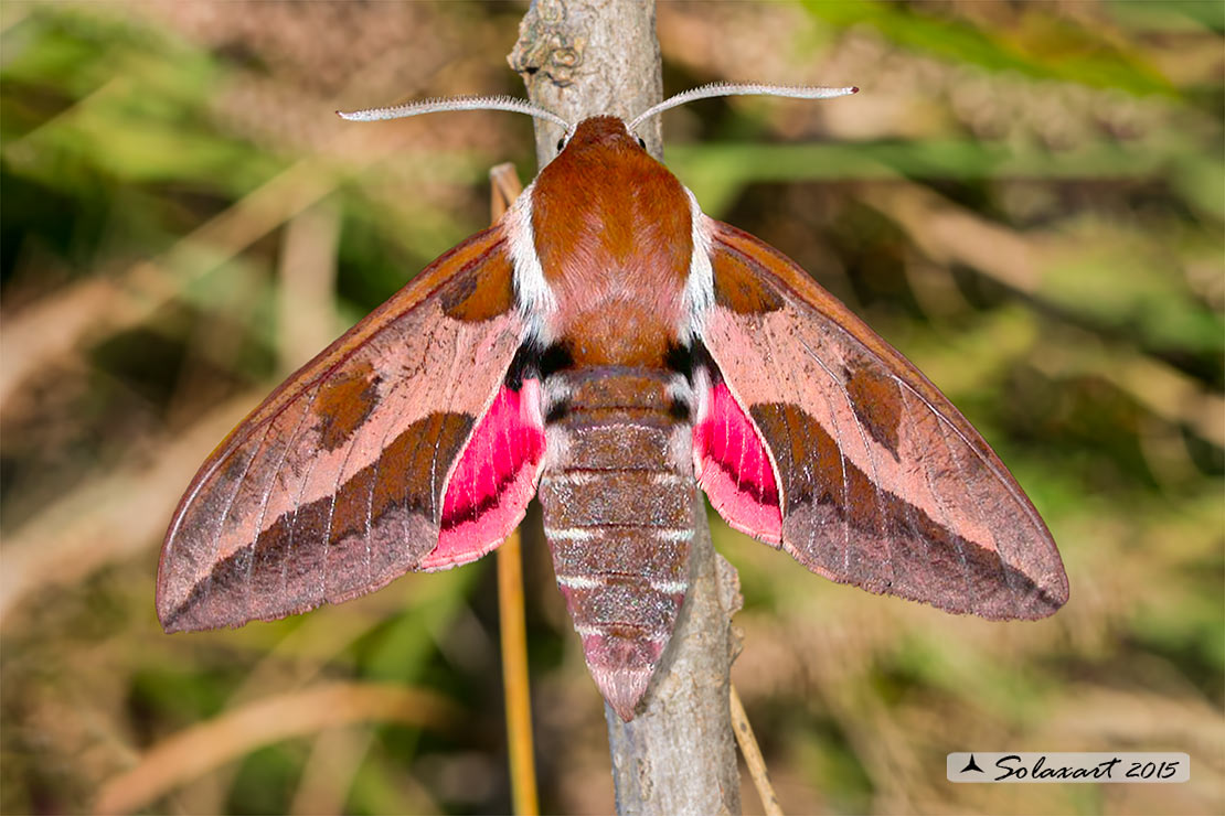 Hyles euphorbiae: Sfinge dell'euforbia; Spurge hawk-moth