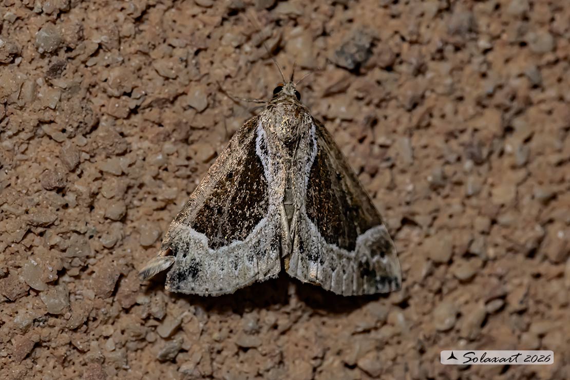 Hypena crassalis - Beautiful snout