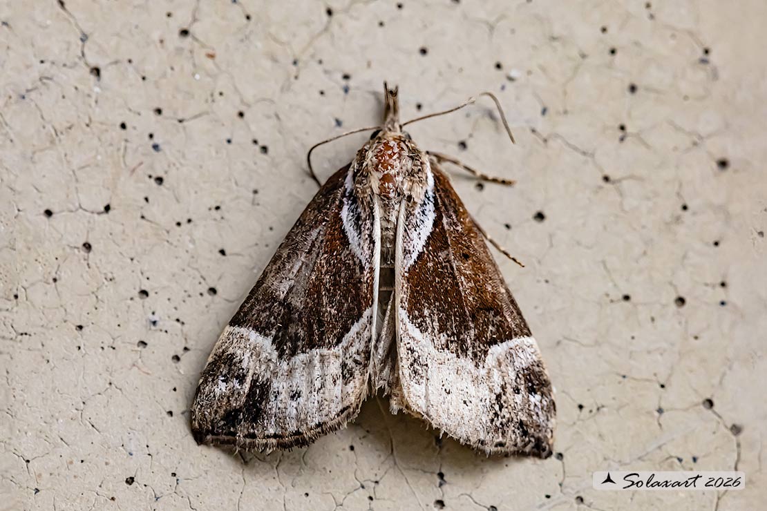Hypena crassalis - Beautiful snout
