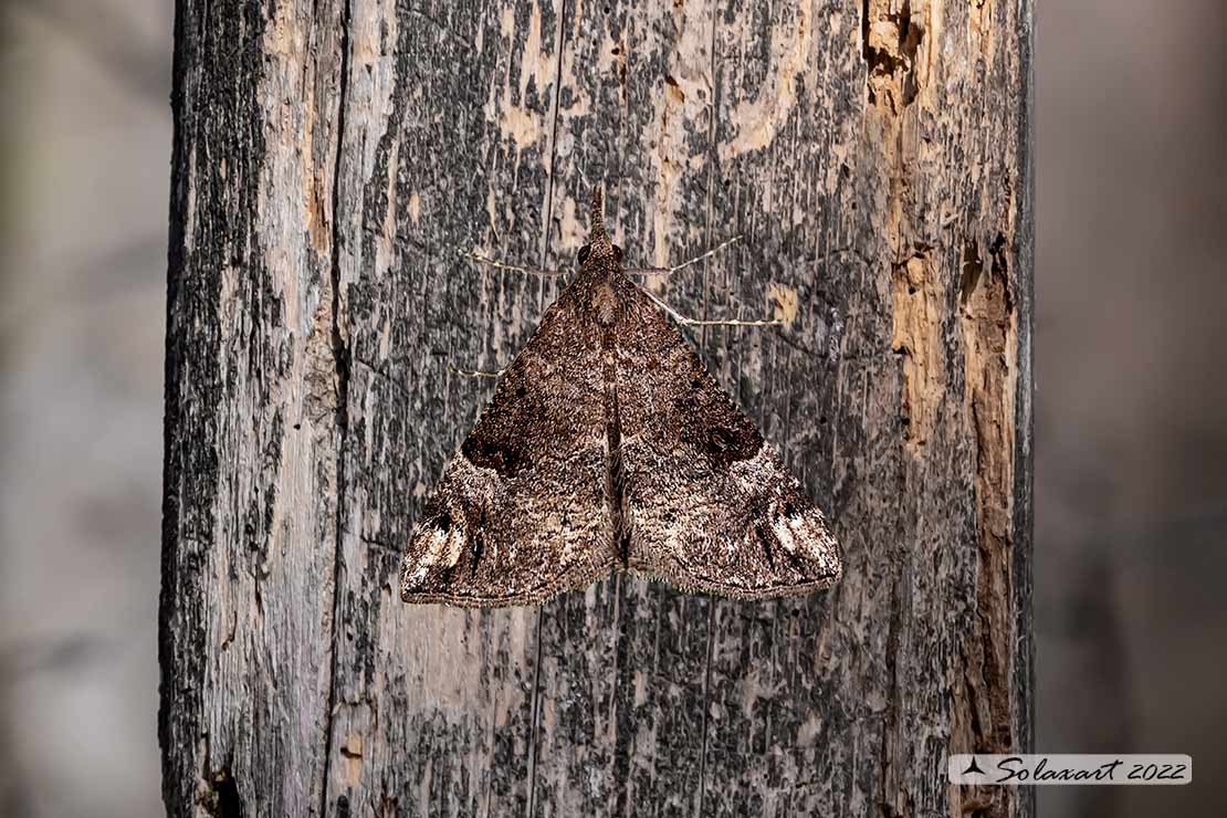 Hypena obsitalis - Bloxworth snout 