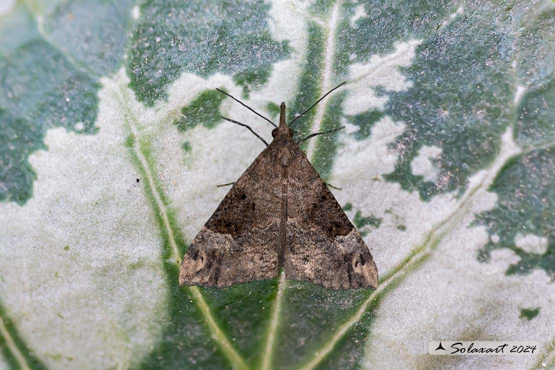 Hypena obsitalis - Bloxworth snout 