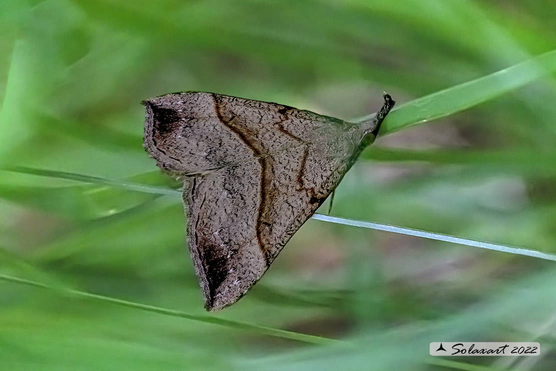 Hypena proboscidalis - Snout moth 