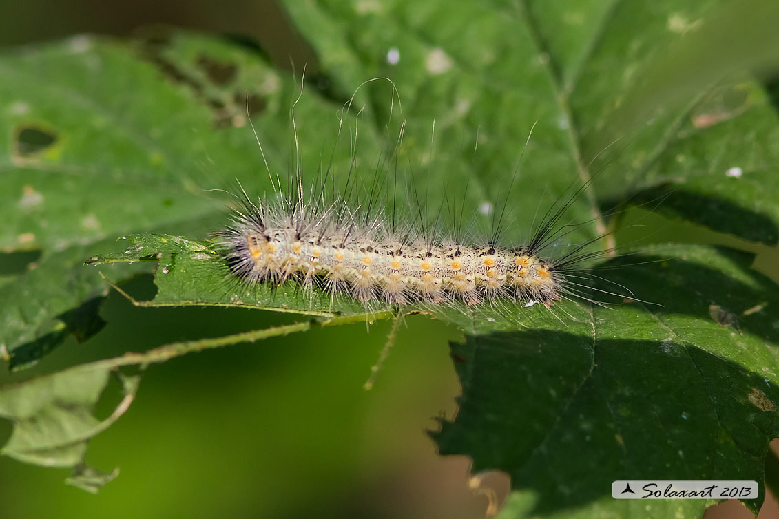 Hyphantria cunea - Ifantria americana - Fall webworm (bruco / caterpillar)