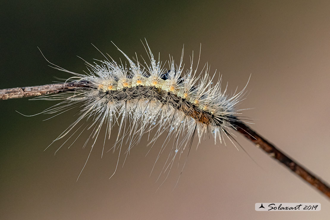 Hyphantria cunea - Ifantria americana - Fall webworm (bruco / caterpillar)