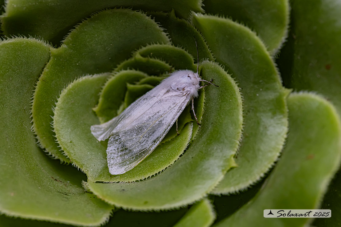 Hyphantria cunea - Ifantria americana - Fall webworm